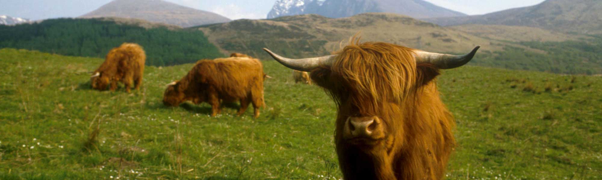 Highland Cattle